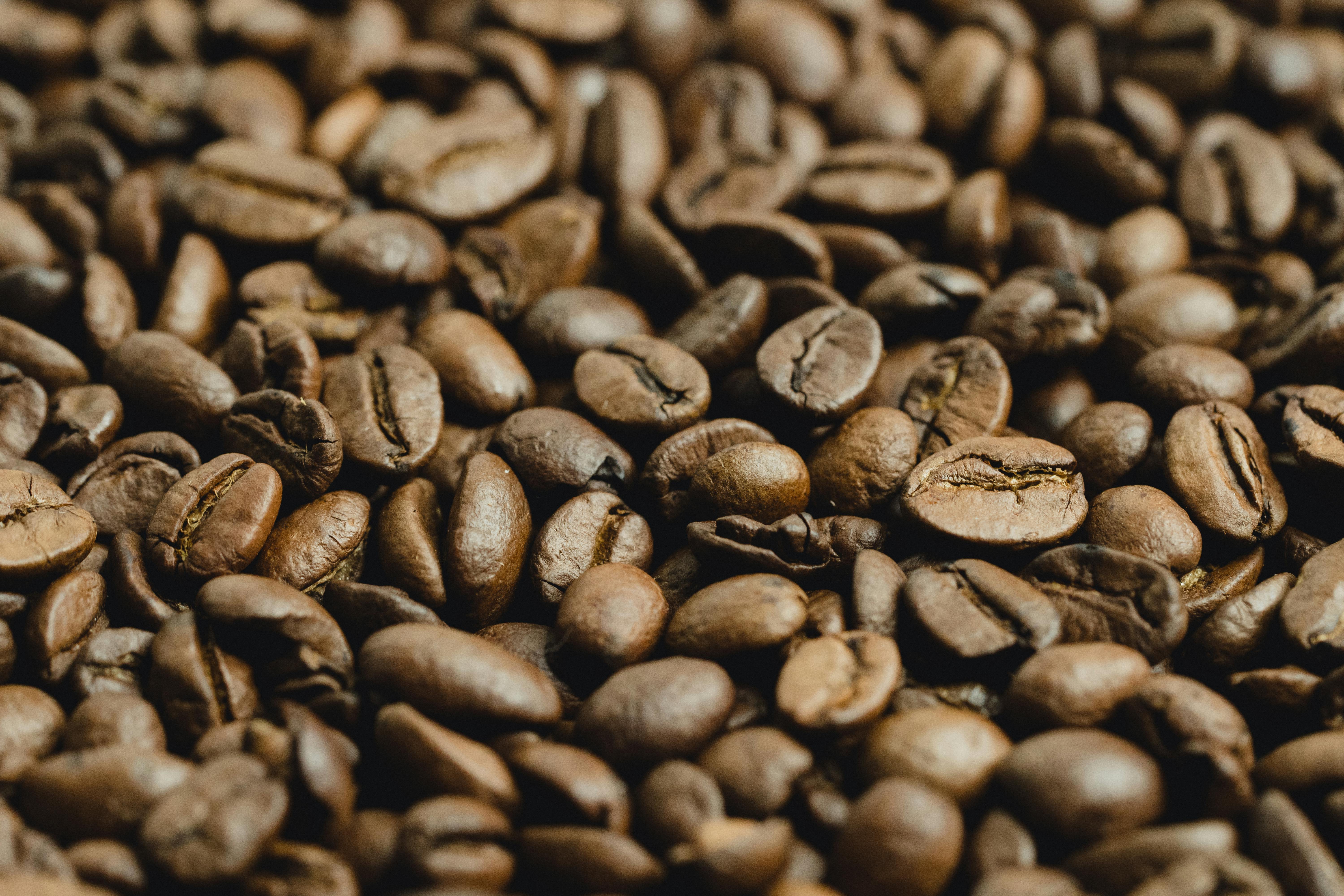 robusta beans